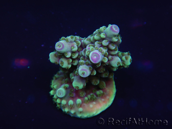 WYSIWYG Acropora aculeus 15P7 Australia acclimated LED