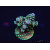 WYSIWYG Acropora aculeus 15P7 Australia aclimatado led