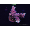 WYSIWYG Acropora millepora 15P9 Maricoltura Acclimatato a LED