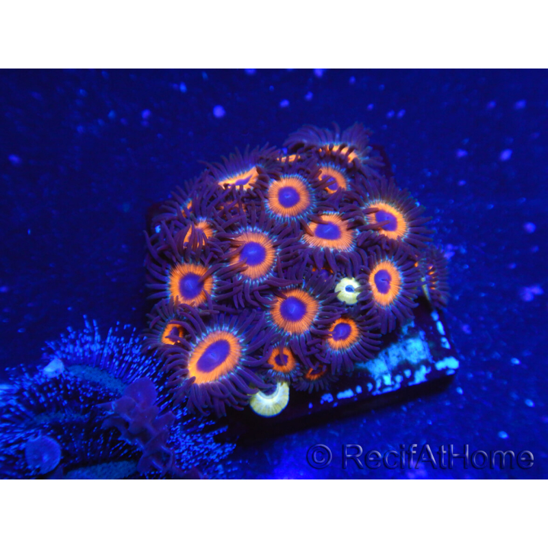 WYSIWYG - Zoanthus 14A5 Indo Mariculture Acclimated under LED