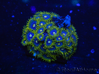 WYSIWYG - Zoanthus 14B3 Mariculture Indo Acclimaté sous led