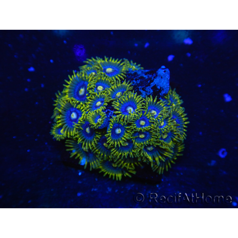 WYSIWYG - Zoanthus 14B3 Mariculture Indo Acclimated under LED