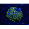 WYSIWYG - Zoanthus 14B3 Mariculture Indo Acclimated under LED