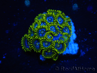 WYSIWYG - Zoanthus 14B4 Indo Mariculture Acclimated under LED