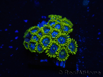 WYSIWYG - Zoanthus 14B5 Indo Mariculture Acclimated under LED