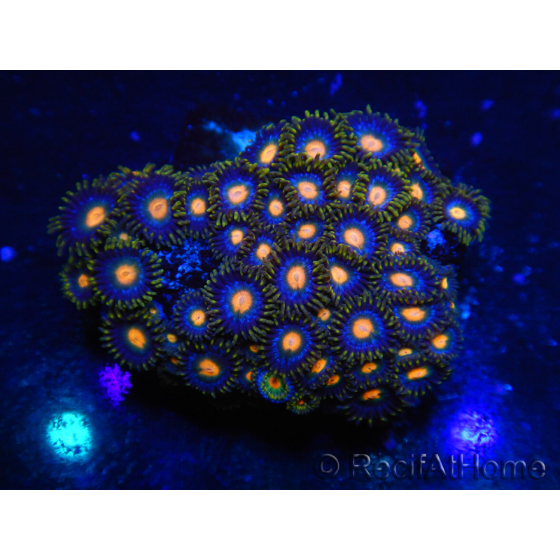 WYSIWYG - Zoanthus 14B6 Mariculture Indo Acclimaté sous led