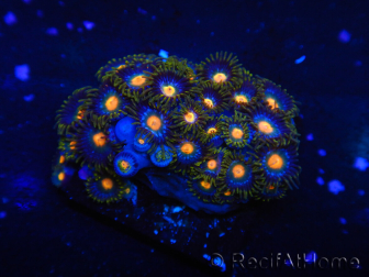 WYSIWYG - Zoanthus 14C2 Mariculture Indo Acclimated under LED