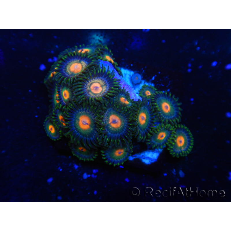 WYSIWYG - Zoanthus 14C3 Mariculture Indo Acclimaté sous led