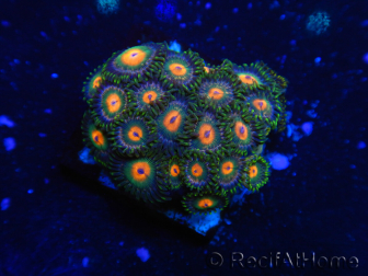 WYSIWYG - Zoanthus 14C4 Indo Mariculture Acclimated under LED