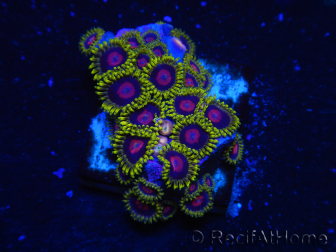 WYSIWYG - Zoanthus 14C5 Indo Mariculture Acclimated under LED