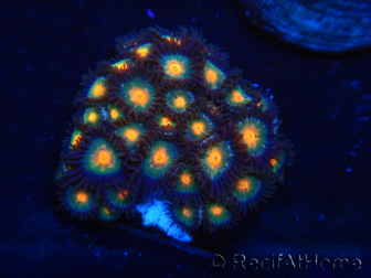 WYSIWYG - Zoanthus 14D1 Indo Mariculture Acclimated under LED