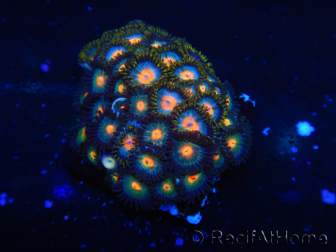 WYSIWYG - Zoanthus 14D2 Mariculture Indo Acclimated under LED