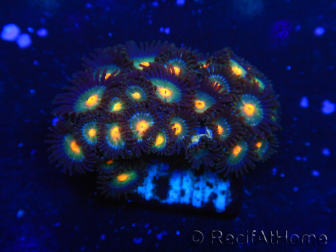 WYSIWYG - Zoanthus 14D3 Indo Mariculture Acclimated under LED