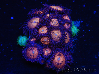 WYSIWYG - Zoanthus 14D5 Indo Mariculture Acclimated under LED