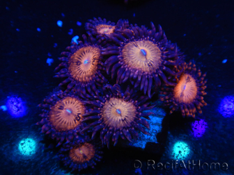 WYSIWYG - Zoanthus 14D6 Mariculture Indo Acclimated under LED