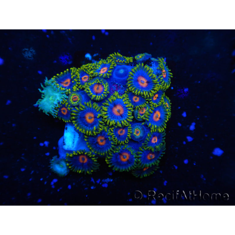 WYSIWYG - Zoanthus 14E3 Mariculture Indo Acclimated under LED