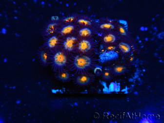 WYSIWYG - Zoanthus 14E4 Indo Mariculture Acclimated under LED