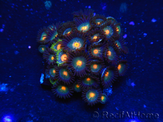 WYSIWYG - Zoanthus 14E5 Indo Mariculture Acclimated under LED