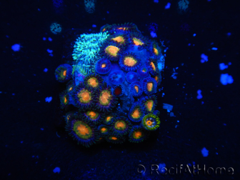 WYSIWYG - Zoanthus 14G4 Indo Mariculture Acclimated under LED