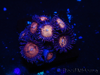 WYSIWYG - Zoanthus 14G6 Mariculture Indo Acclimated under LED