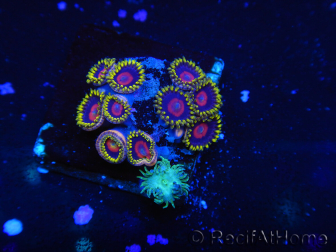 WYSIWYG - Zoanthus 14H2 Mariculture Indo Acclimated under LED