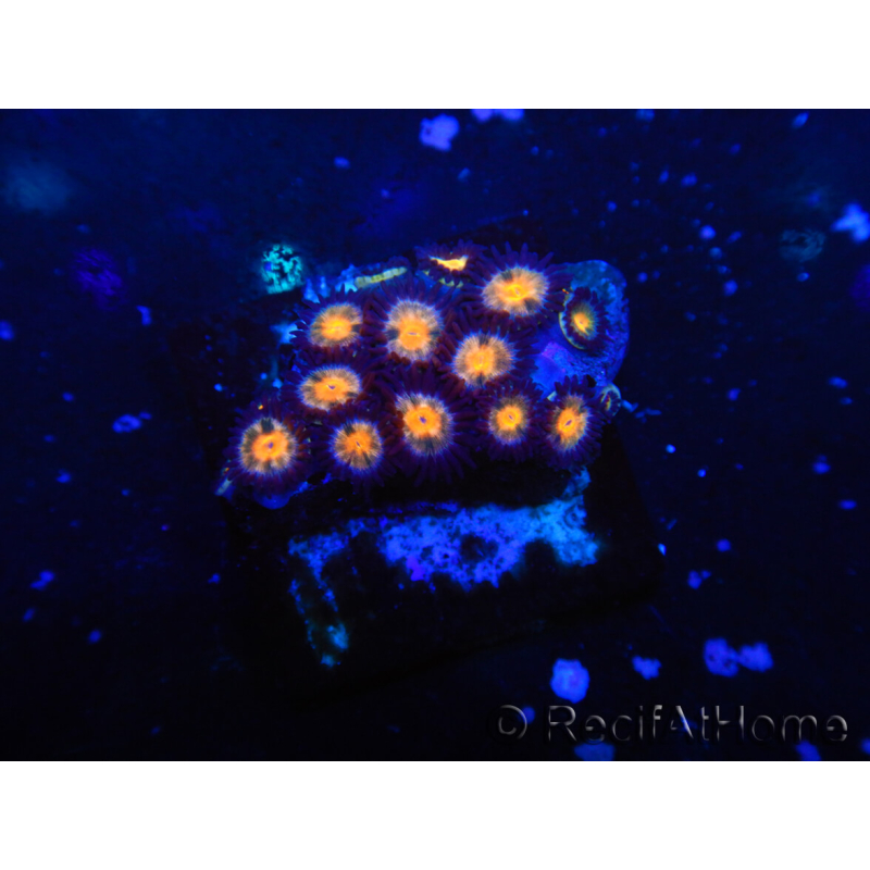 WYSIWYG - Zoanthus 14H3 Mariculture Indo Acclimated under LED