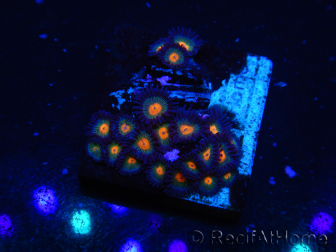 WYSIWYG - Zoanthus 14H6 Indo Mariculture Acclimated under LED lights