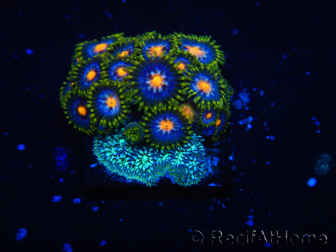 WYSIWYG - Zoanthus 14i4 Mariculture Indo Acclimated under LED