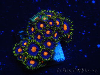 WYSIWYG - Zoanthus 14i5 Mariculture Indo Acclimated under LED