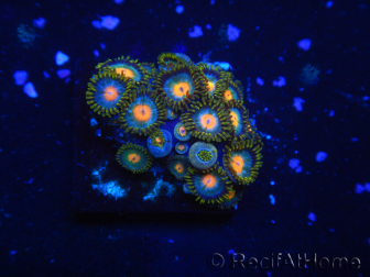 WYSIWYG - Zoanthus 14J4 Indo Mariculture Acclimated under LED