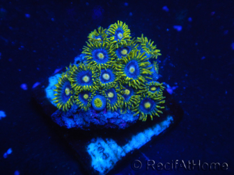 WYSIWYG - Zoanthus 14J5 Mariculture Indo Acclimated under LED