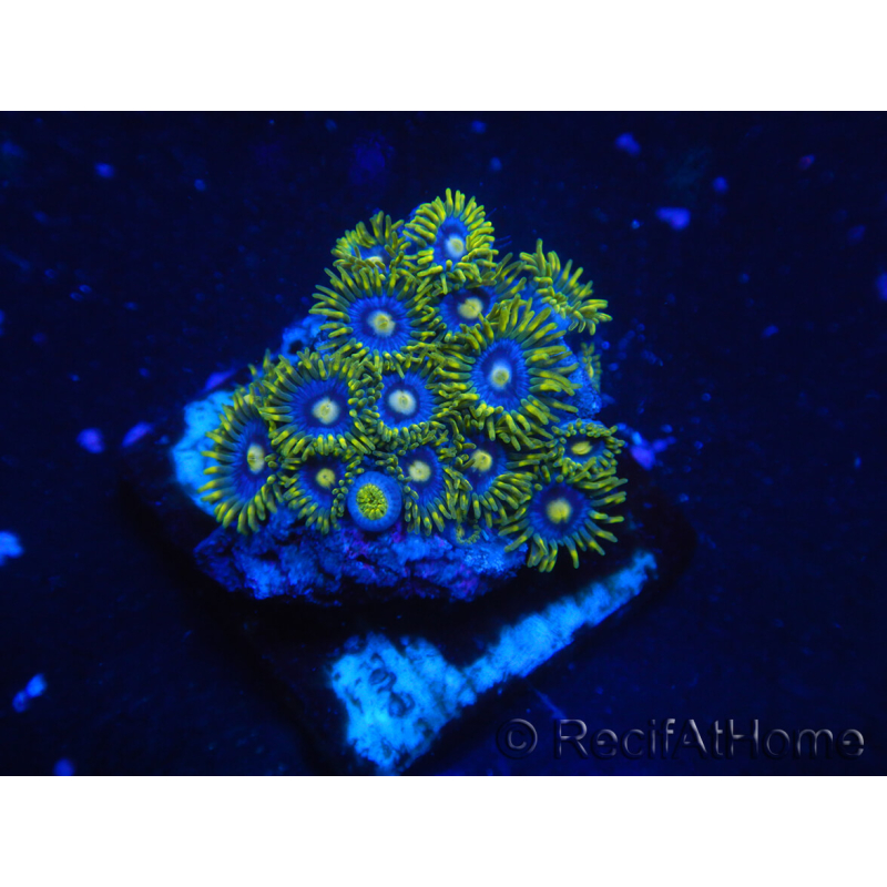 WYSIWYG - Zoanthus 14J5 Mariculture Indo Acclimated under LED