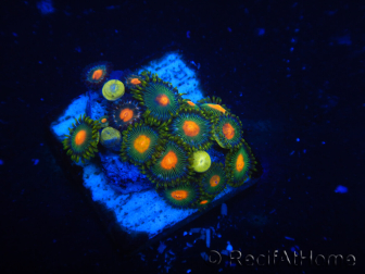 WYSIWYG - Zoanthus 14K2 Indo Mariculture Acclimated under LED