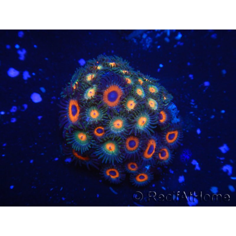 WYSIWYG - Zoanthus 14K3 Indo Mariculture Acclimated under LED