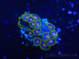 WYSIWYG - Zoanthus 14K4 Indo Mariculture Acclimated under LED