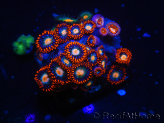 WYSIWYG - Zoanthus 14K5 Mariculture Indo Acclimated under LED