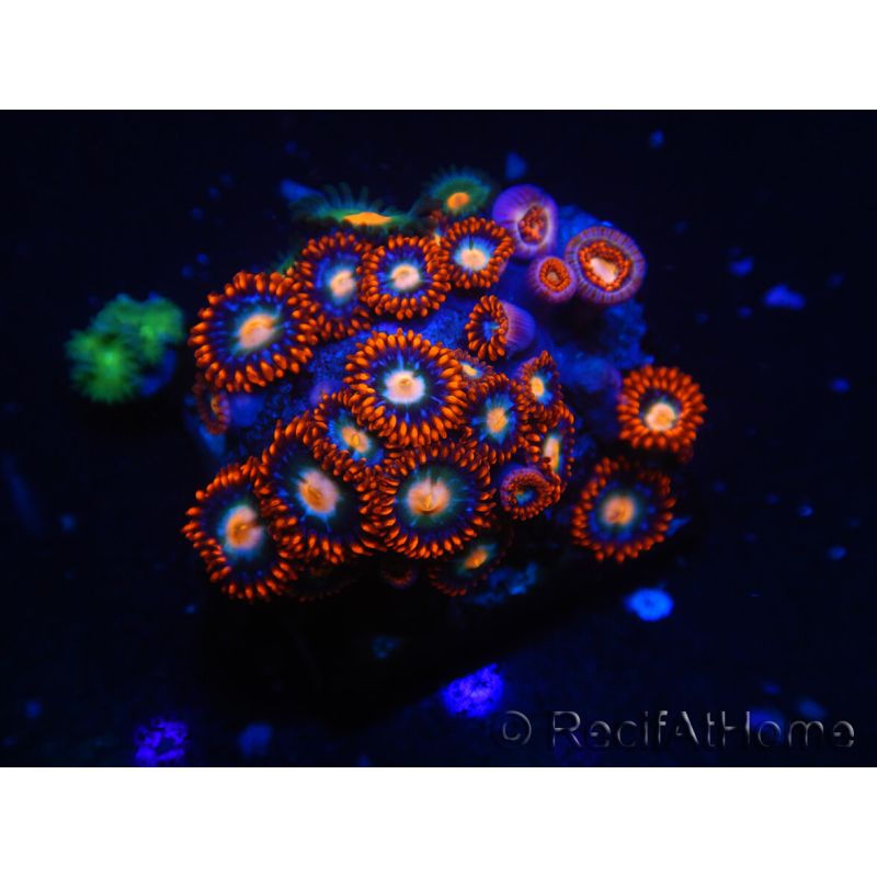 WYSIWYG - Zoanthus 14K5 Mariculture Indo Acclimated under LED