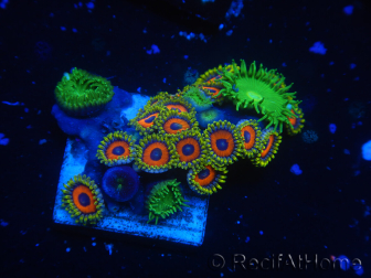 WYSIWYG - Zoanthus 14L4 Indo Mariculture Acclimated under LED