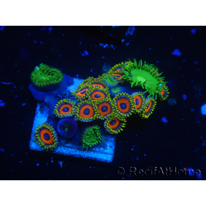 WYSIWYG - Zoanthus 14L4 Indo Mariculture Acclimated under LED