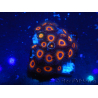 WYSIWYG - Zoanthus 14L6 Maricoltura Indo Acclimatato sotto led