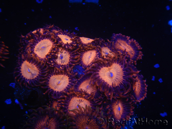 WYSIWYG - Zoanthus 14M1 Mariculture Indo Acclimated under LED