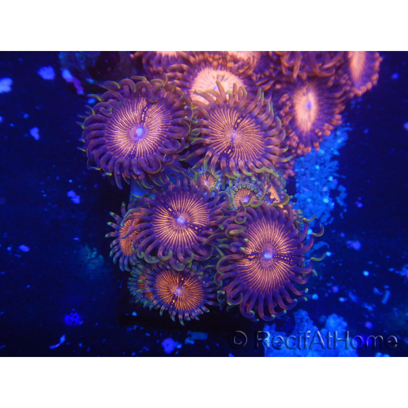 WYSIWYG - Zoanthus 14M2 Mariculture Indo Acclimated under LED