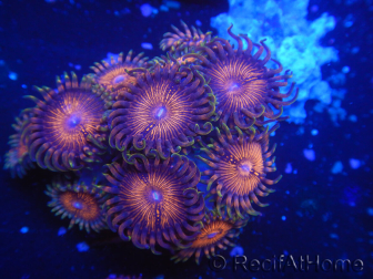 WYSIWYG - Zoanthus 14M3 Indo Mariculture Acclimated under LED.