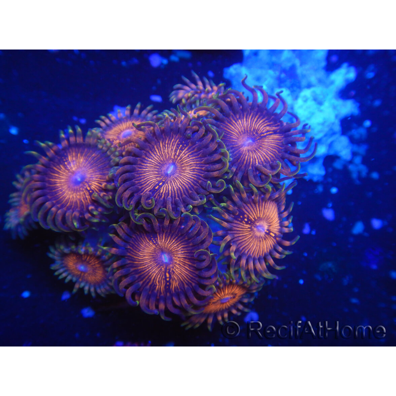 WYSIWYG - Zoanthus 14M3 Indo Mariculture Acclimated under LED.