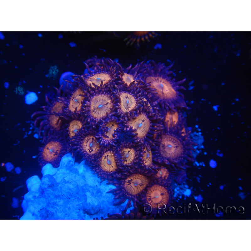 WYSIWYG - Zoanthus 14M4 Indo Mariculture Acclimated under LED