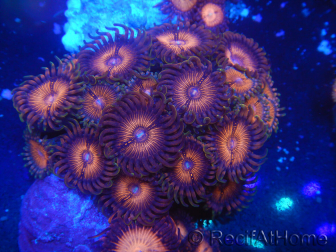 WYSIWYG - Zoanthus 14M5 Mariculture Indo Acclimated under LED