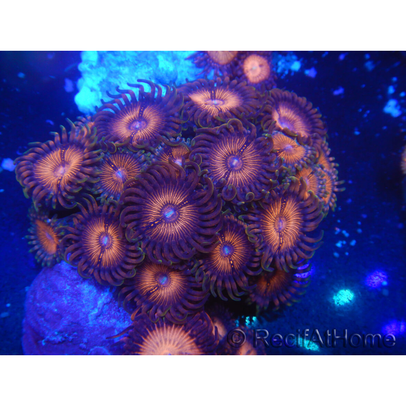 WYSIWYG - Zoanthus 14M5 Mariculture Indo Acclimaté sous led