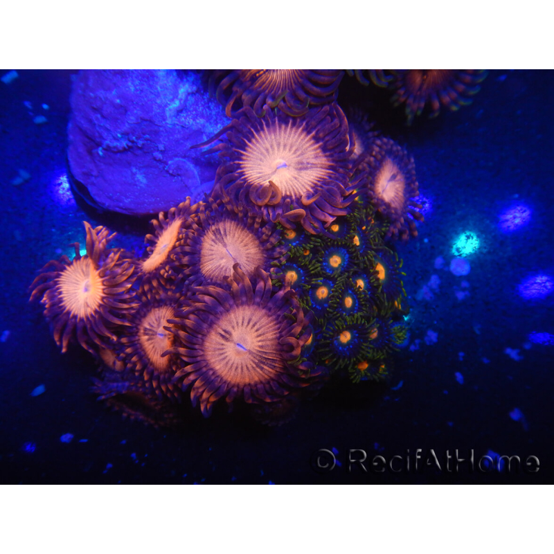 WYSIWYG - Zoanthus 14M6 Mariculture Indo Acclimaté sous led