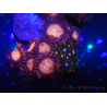 WYSIWYG - Zoanthus 14M6 Mariculture Indo Acclimated under LED