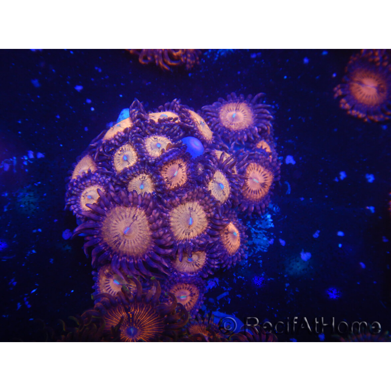 WYSIWYG - Zoanthus 14N2 Mariculture Indo Acclimated under LED